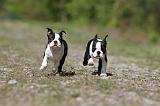 BOSTON TERRIER 192